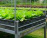 Growing Romaine Lettuce In Container