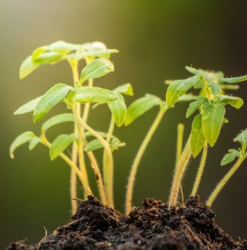 How Big Should Tomato Seedlings Be Before Transplanting