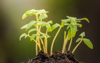 How Big Should Tomato Seedlings Be Before Transplanting