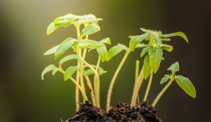 How Big Should Tomato Seedlings Be Before Transplanting