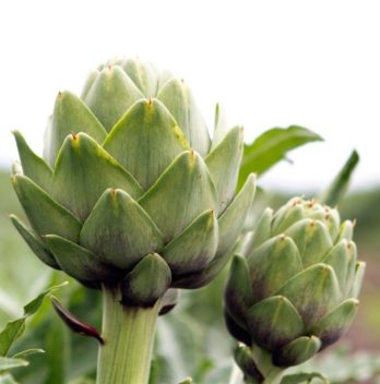 How Long Does It Take To Grow Artichoke