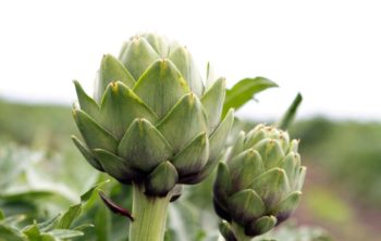 How Long Does It Take To Grow Artichoke