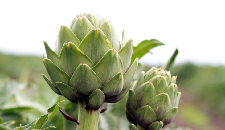 How Long Does It Take To Grow Artichoke