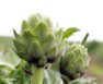 How Long Does It Take To Grow Artichoke