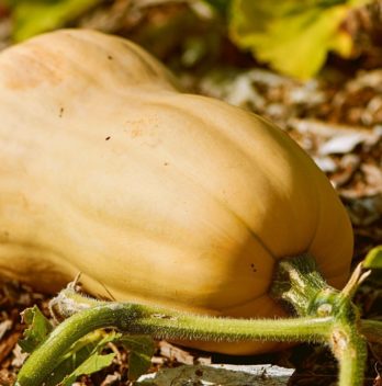 How To Grow Butternut Squash In A Container