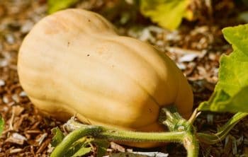 How To Grow Butternut Squash In A Container