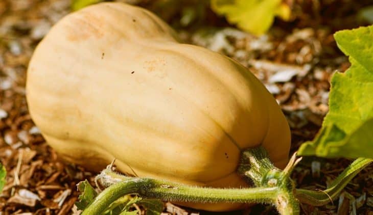 How To Grow Butternut Squash In A Container