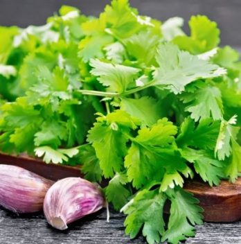 how to tell if cilantro is bad