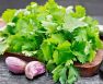 how to tell if cilantro is bad