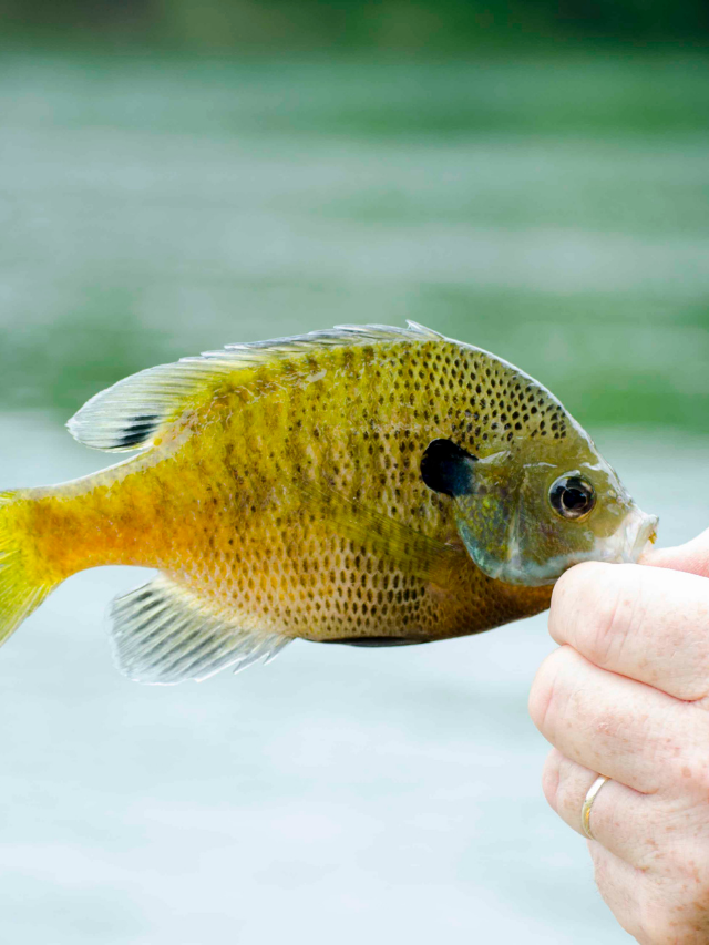 KJ 2021 12 03T064334.953