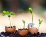 Plants That Need Calcium
