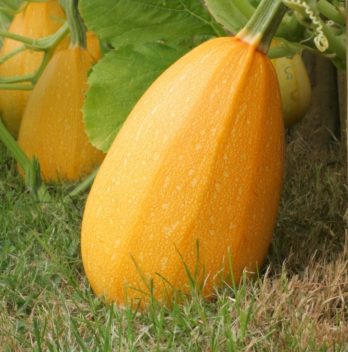 Spaghetti Squash Growing Stages – Step by Step Guide