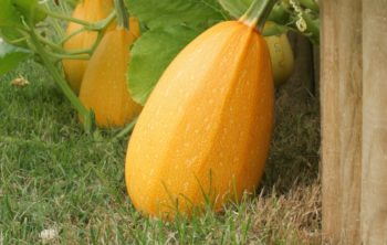 Spaghetti Squash Growing Stages – Step by Step Guide