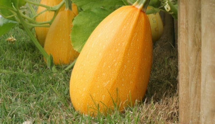 Spaghetti Squash Growing Stages – Step by Step Guide