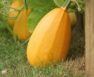 Spaghetti Squash Growing Stages – Step by Step Guide