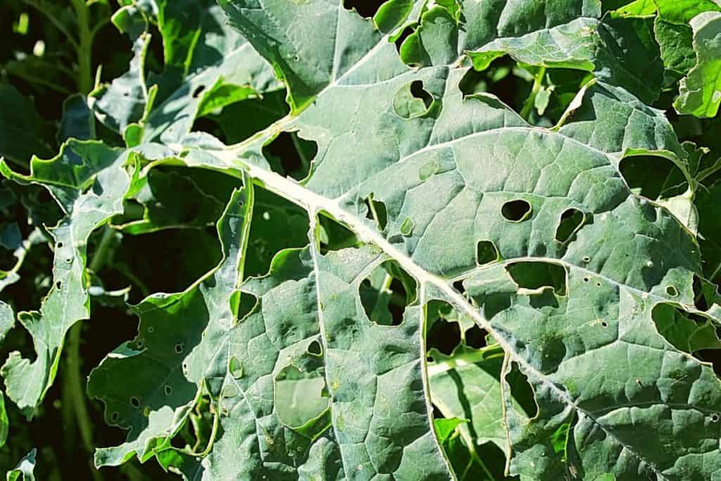 What Is Eating My Broccoli Leaves? - Grower Today