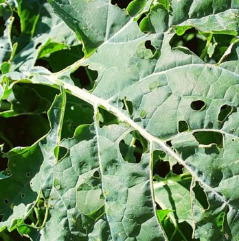 What Is Eating My Broccoli Leaves