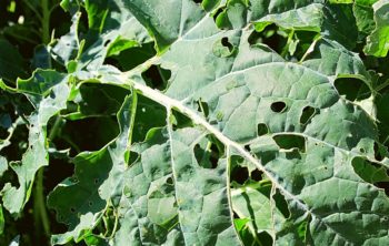 What Is Eating My Broccoli Leaves