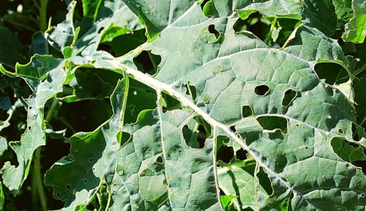 What Is Eating My Broccoli Leaves