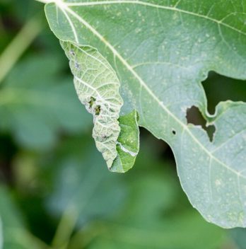 What Is Septoria Leaf Spot-Resistant Tomatoes