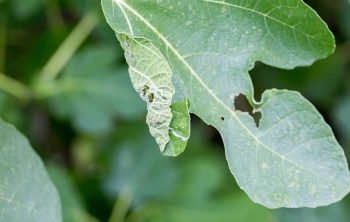 What Is Septoria Leaf Spot-Resistant Tomatoes