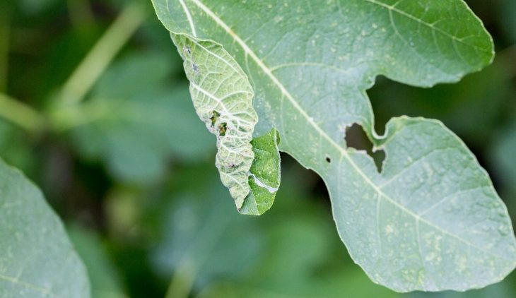 What Is Septoria Leaf Spot-Resistant Tomatoes