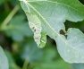 What Is Septoria Leaf Spot-Resistant Tomatoes