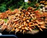 What Is The Botanical Name Of Carrot
