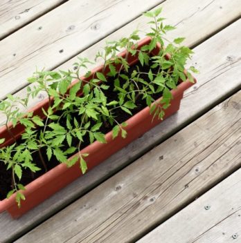 Why Are My Tomato Seedlings Falling Over