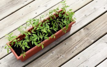 Why Are My Tomato Seedlings Falling Over