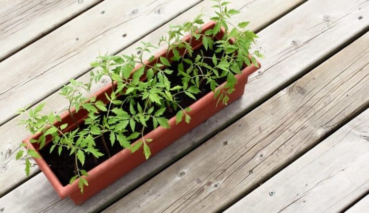 Why Are My Tomato Seedlings Falling Over