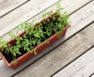 Why Are My Tomato Seedlings Falling Over