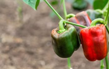 Why Do Green Peppers Turn Red