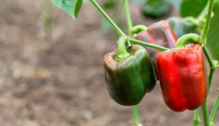 Why Do Green Peppers Turn Red