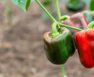 Why Do Green Peppers Turn Red