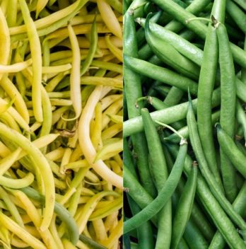 Yellow Beans vs Green Beans