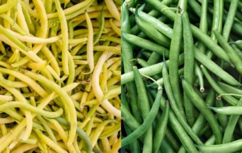 Yellow Beans vs Green Beans