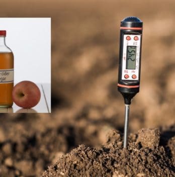 A Study On Lowering Soil pH With Vinegar