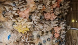 Best Substrate for Oyster Mushrooms