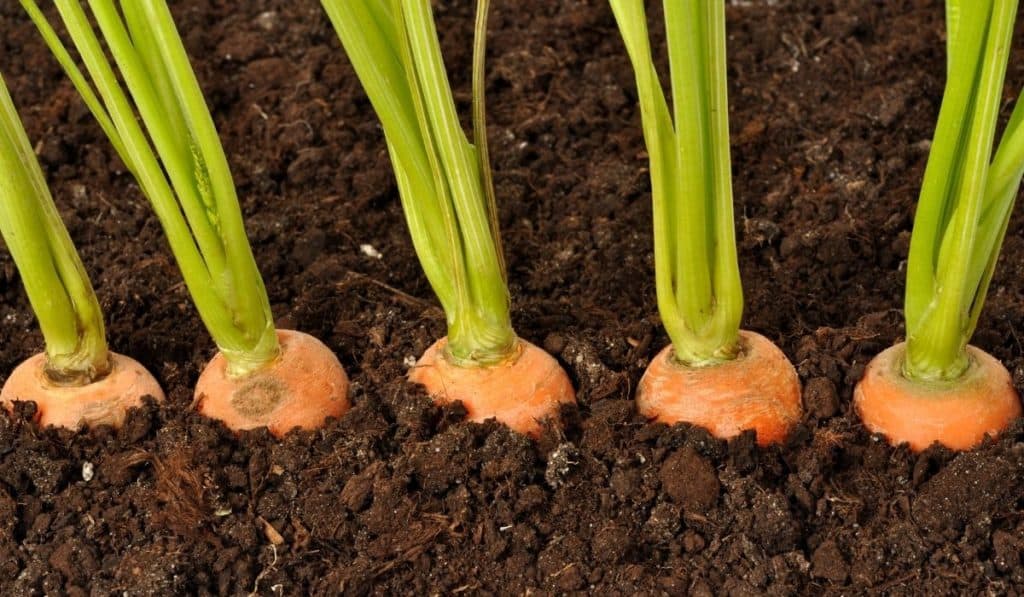 Carrots Planting Spacing What You Should Know Grower Today   Carrots Planting Spacing  What You Should Know 1024x597 