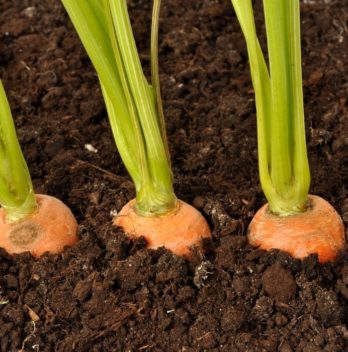 Carrots Planting Spacing _What You Should Know