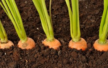 Carrots Planting Spacing _What You Should Know