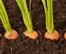 Carrots Planting Spacing _What You Should Know