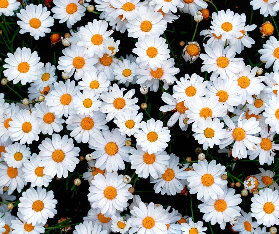 Daisies