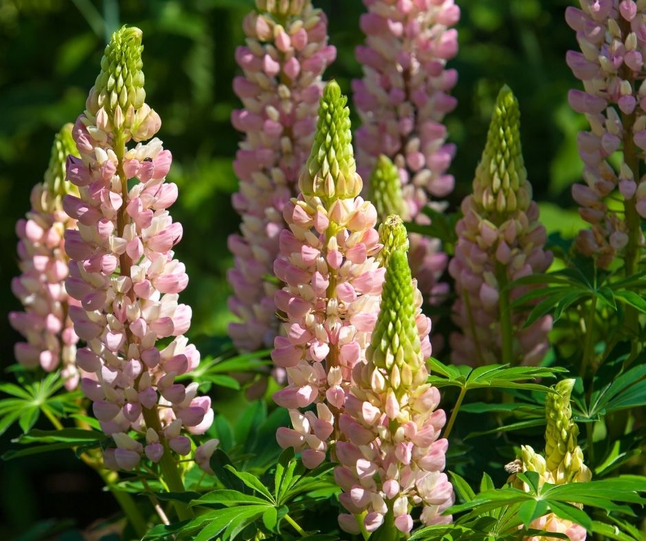 Deadhead Lupine