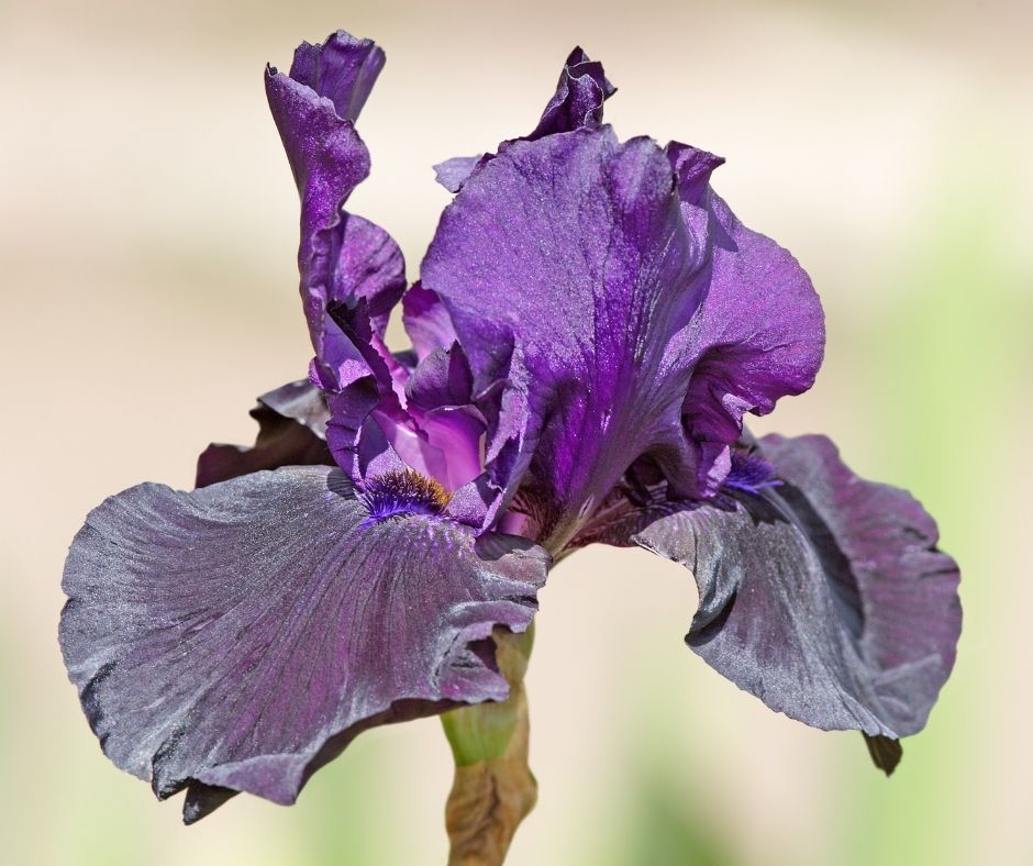 Divide Bearded Iris