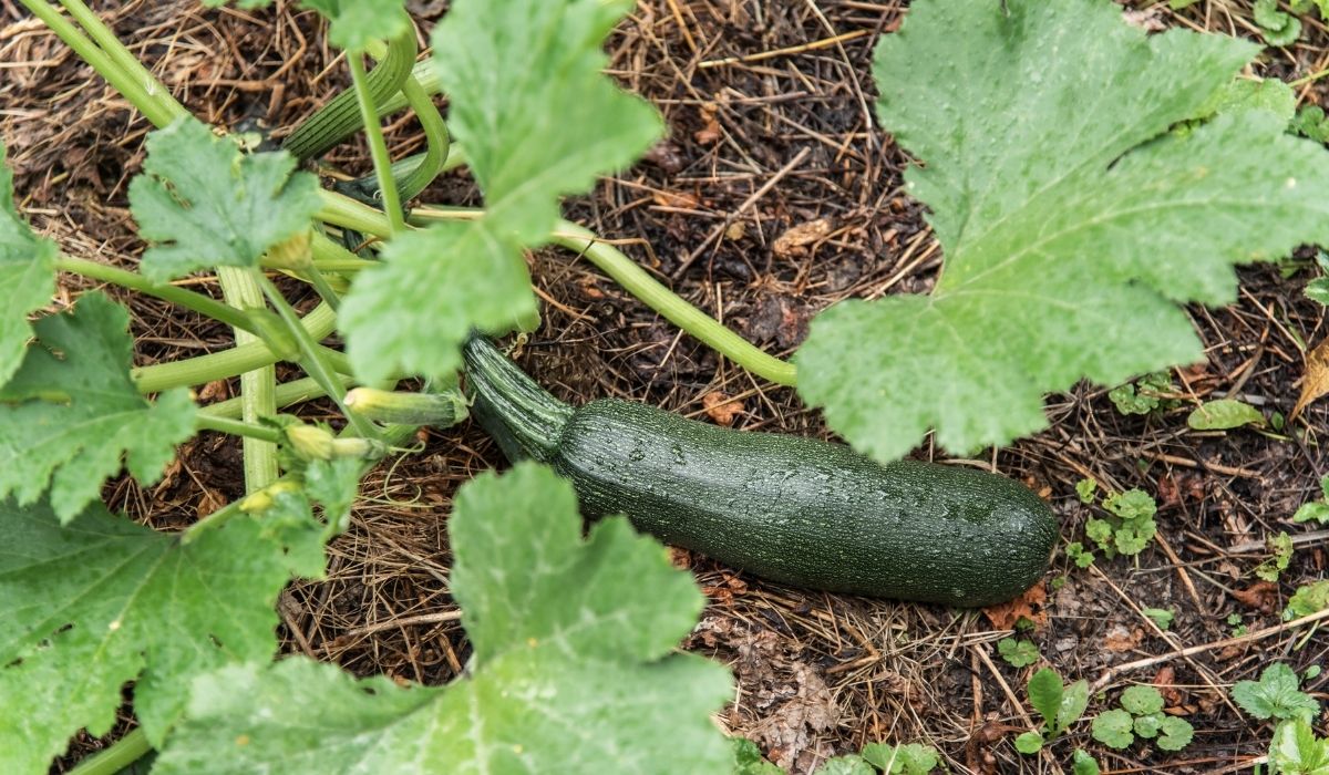 Does Zucchini Grow On A Vine