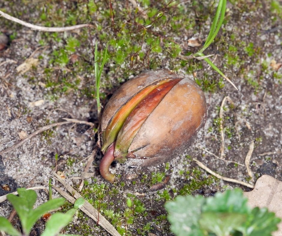 Get Rid Of Acorn Sprouts In My Yard