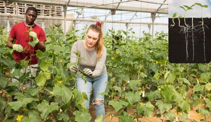 How Deep Do Cucumber Roots Grow