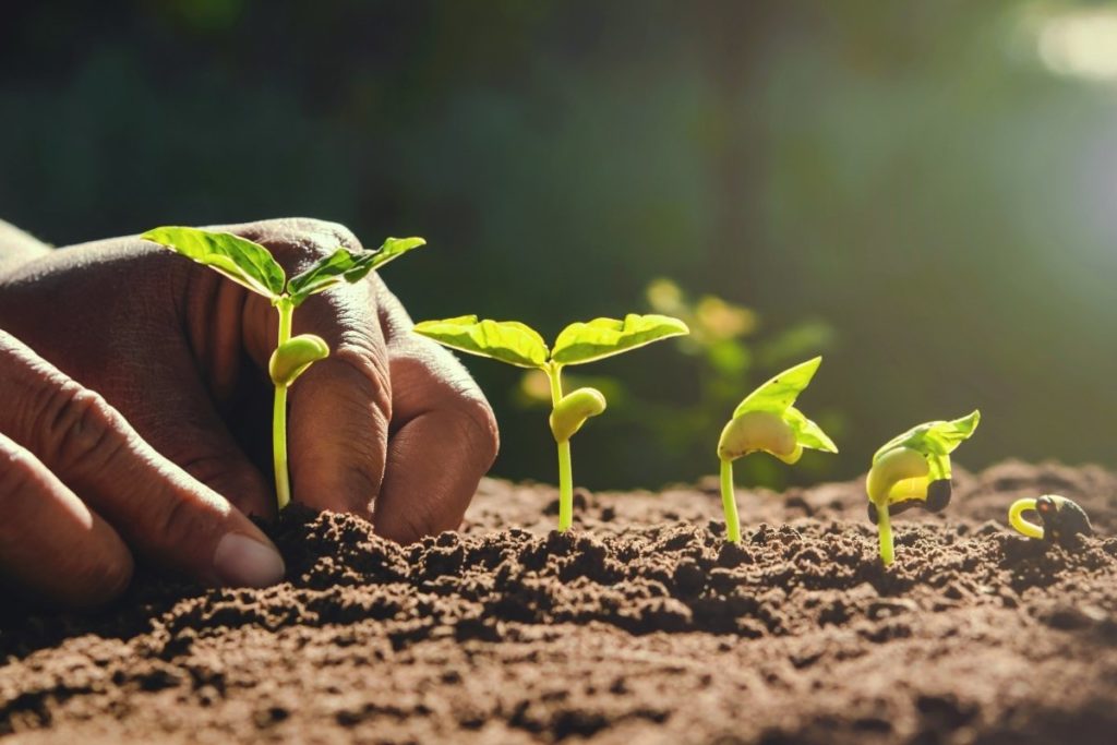 how-far-apart-to-plant-bush-beans-grower-today